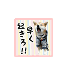 柴犬つむぎ 〜秋〜（個別スタンプ：10）