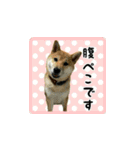 柴犬つむぎ 〜秋〜（個別スタンプ：14）