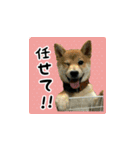 柴犬つむぎ 〜秋〜（個別スタンプ：15）