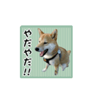 柴犬つむぎ 〜秋〜（個別スタンプ：16）