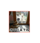 柴犬つむぎ 〜秋〜（個別スタンプ：17）