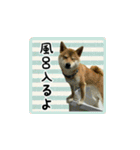 柴犬つむぎ 〜秋〜（個別スタンプ：19）