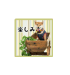 柴犬つむぎ 〜秋〜（個別スタンプ：20）