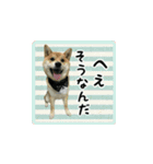 柴犬つむぎ 〜秋〜（個別スタンプ：21）