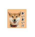 柴犬つむぎ 〜秋〜（個別スタンプ：24）