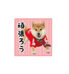 柴犬つむぎ 〜秋〜（個別スタンプ：26）