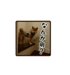 柴犬つむぎ 〜秋〜（個別スタンプ：29）