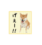 柴犬つむぎ 〜秋〜（個別スタンプ：34）