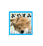 柴犬つむぎ 〜秋〜（個別スタンプ：36）