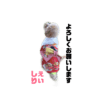 しぇりすたんぷ（個別スタンプ：5）