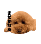 しぇりすたんぷ（個別スタンプ：6）