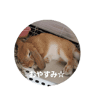 うさぎのももひめスタンプ（個別スタンプ：8）