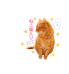 チロちゃんその3（個別スタンプ：2）