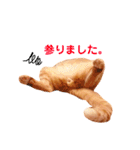 チロちゃんその3（個別スタンプ：6）