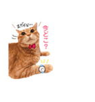 チロちゃんその3（個別スタンプ：8）