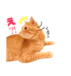 チロちゃんその3（個別スタンプ：11）