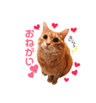 チロちゃんその3（個別スタンプ：14）