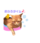 チロちゃんその3（個別スタンプ：15）