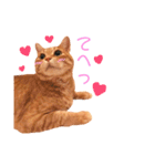チロちゃんその3（個別スタンプ：16）