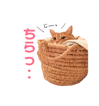 チロちゃんその3（個別スタンプ：17）