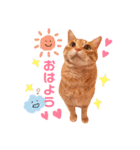 チロちゃんその3（個別スタンプ：21）
