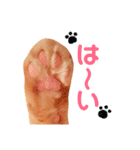 チロちゃんその3（個別スタンプ：24）