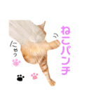 チロちゃんその3（個別スタンプ：27）