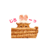 チロちゃんその3（個別スタンプ：31）