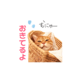 チロちゃんその3（個別スタンプ：35）