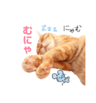 チロちゃんその3（個別スタンプ：38）