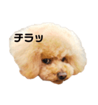 チューちゃんスタンプ（個別スタンプ：9）
