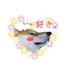 柴犬ししまるDAYS（個別スタンプ：1）