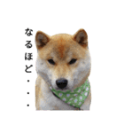 柴犬ししまるDAYS（個別スタンプ：2）