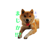 柴犬ししまるDAYS（個別スタンプ：3）