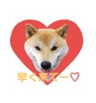 柴犬ししまるDAYS（個別スタンプ：4）