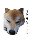 柴犬ししまるDAYS（個別スタンプ：5）