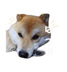 柴犬ししまるDAYS（個別スタンプ：6）