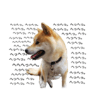 柴犬ししまるDAYS（個別スタンプ：7）