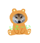 柴犬ししまるDAYS（個別スタンプ：8）