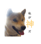 柴犬ししまるDAYS（個別スタンプ：9）