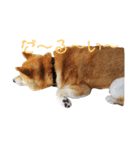 柴犬ししまるDAYS（個別スタンプ：10）