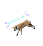 柴犬ししまるDAYS（個別スタンプ：11）