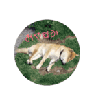 柴犬ししまるDAYS（個別スタンプ：12）
