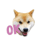 柴犬ししまるDAYS（個別スタンプ：13）