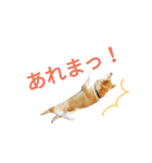 柴犬ししまるDAYS（個別スタンプ：14）