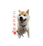 柴犬ししまるDAYS（個別スタンプ：15）