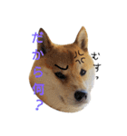 柴犬ししまるDAYS（個別スタンプ：16）