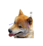 柴犬ししまるDAYS（個別スタンプ：17）