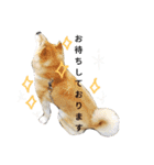 柴犬ししまるDAYS（個別スタンプ：20）