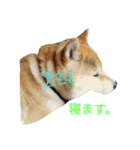 柴犬ししまるDAYS（個別スタンプ：21）